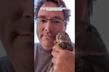This little rabbit was rescued after falling into the  pool, and then #animalshorts