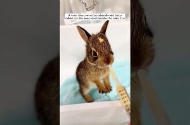 A man discovered an abandoned baby rabbit on the road and decided to take it in