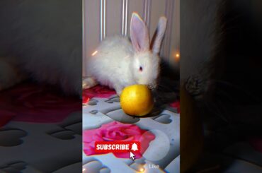 Look at this cute rabbit. #rabbits #rabbit #cute #cuterabbit