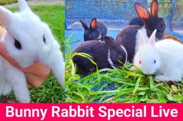 Crazy Rabbits You Won't Believe | Cutest Baby rabbits Playing, Feeding Activities