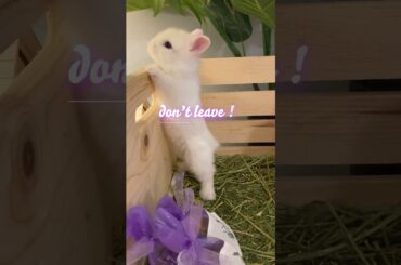 Poor Bunny - Don't leave , I Wanna Stay with You - Episode 1 #cutebunny #funnyvideo  #lovely bunny