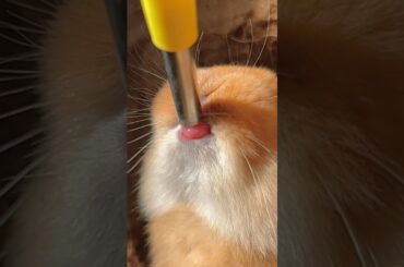 #cute #rabbit #pets #shorts