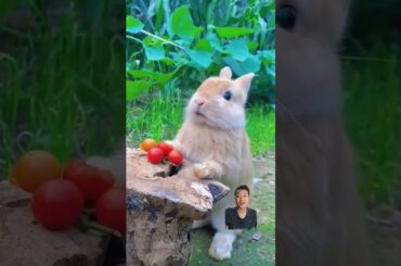 #bunny #cute #rabbit #pets #animals