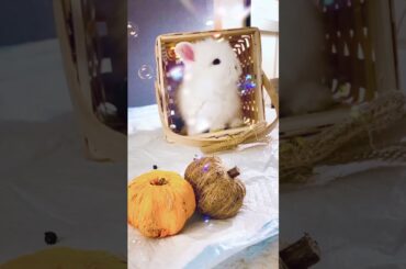 Cutest Moments of Bunnies - Episode 21 #rabbit#bunny #babybunny#funnyvideo
