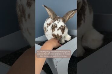 Why do rabbits lick?
