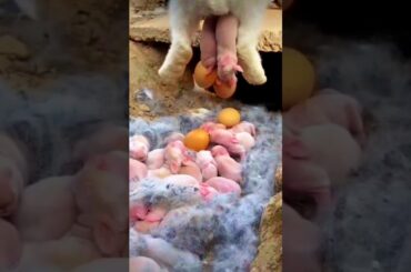 Rabbit Growth - Watch Rabbit Baby Grow from 1 to 23 Days #shorts