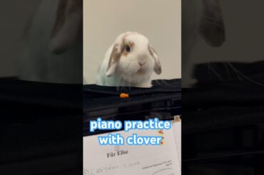 Cute bunny listening to piano practice