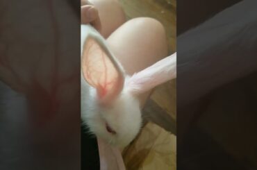 #cute #bunny  #baby | Super #cute #bunny