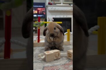 Cute bunny #bunny #bunnies #cuteanimals