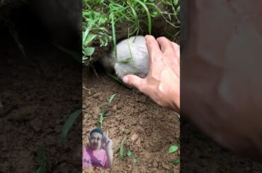 Great catch. Catching wild rabbit