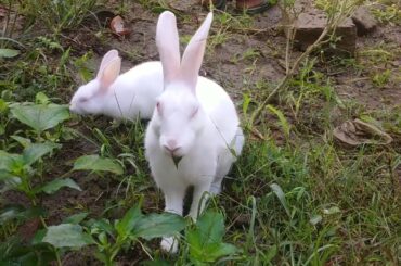 Cute Baby Rabbits Playing,Feeding Activities | Bunny Rabbit (Baby Rabbits) 08