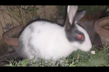 Cute Baby Rabbits Playing, Feeding Activities | Bunny Rabbit (Baby Rabbits)