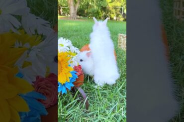 Cutest Moments of Bunnies - Episode 31 #rabbit#bunny #babybunny#funnyvideo