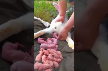 Rabbit Growth - Baby Bunny Grow From 1 To 22 Days #tending #animals #shorts