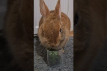 Angry rabbit eating (ASMR) and throwing the bowl around|#cute #bunny #funny #shorts#rabbits #asmr