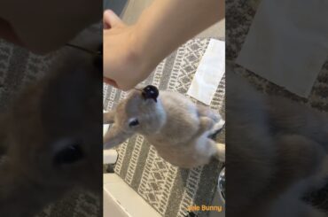 I love. cherry / baby bunny /Lele Bunny/ #bunny #rabbit #pets #smartrabbits #cuteanimals #cute