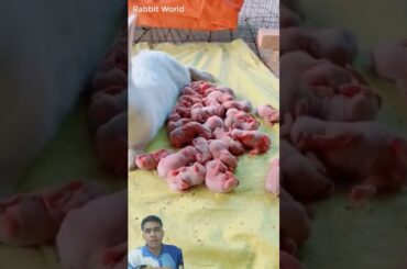 Cute baby rabbits #rabbitrabbit #bunny #rabbit #animals #pets #cute
