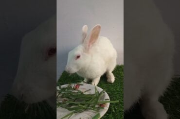 Rabbit loves to eat grass #cute #bunny #rabbit  #yshorts #pets #shorts #crazycute #adorable #cutesy