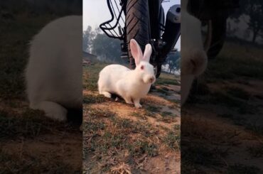 Chain ho chain ho  | funny cute rabbit | #trending #ytshorts  #shorts