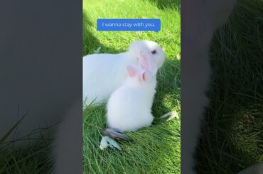 Poor Bunny : Wait! Don't Leave! I Wanna Stay with YOU! (1) #cute bunny #love    #baby bunny #lop
