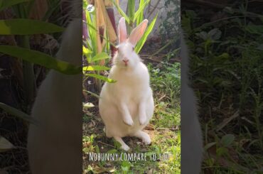 My cute bunny MIKKU...Jish roj se dekhha hai tujhko #mycutebunny #shorts #mypet #tranding