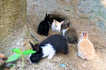 Let the bunny come ought every morning | Cute Rabbit