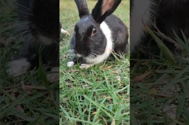 Cute rabbit child video #rabbit #annabelle #shortvideo #child video#4K video