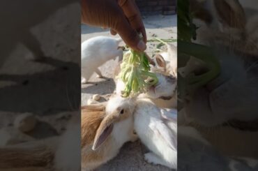 45 days baby Rabbit eating strength #shorts