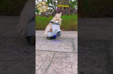 Rider Bunny #bunny #rabbit #rabbits #bunnystagram #bunnybaby #bunnyofinstagram #cutebunny