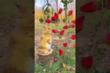 #funny #animalvideos #cute #bunny #viralshorts #rabbit #familyfriendly #funniestpets #funnyvideo