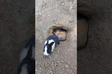 The little rabbit house #animals #cute #rabbit #shorts #trending