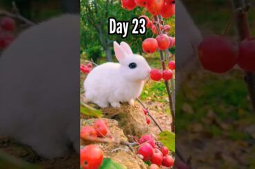 Cute rabbit - Baby rabbit 1 To 23 Days Growth #animals #cute #shorts