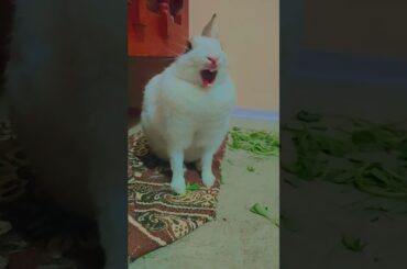 #music #song #bollywood #love #arijitsingh #shortsfeed #rabbit #rabbitt #comedyfilms #howtotrackara