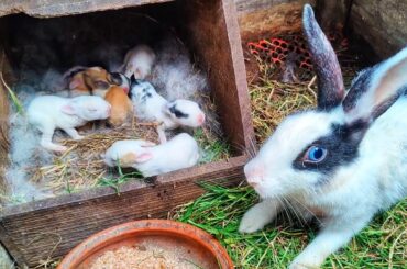 Rabbit Baby - Cute baby bunnies are drinking milk