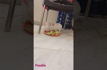 Hungry bunny##rabbit #foodie ##memories ##cutebaby ##pets
