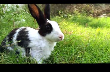 cute baby rabbit #rabbit #shortsfeed #shortsfeed #shortvideo