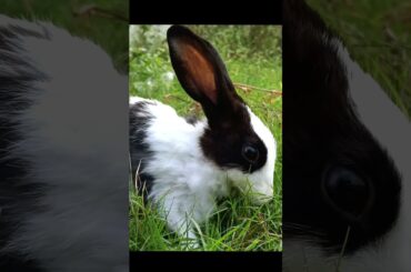 Cute baby rabbit #rabbit #shortvideo #shortsfeed #shortsyoutube #funny