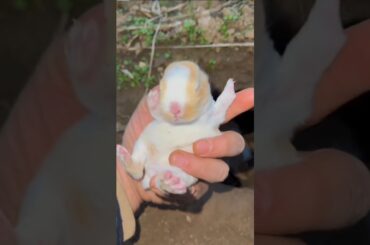 a cute little rabbit that cont be woken up. Cute little rabbit in the countryside. #shorts #cutepet