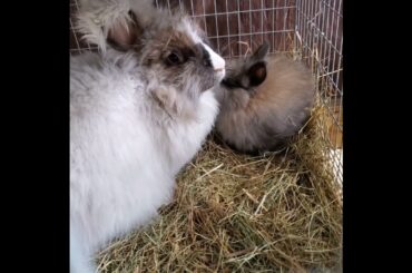 Angora bunnies eating #angorarabbit #cutebunny #homestead