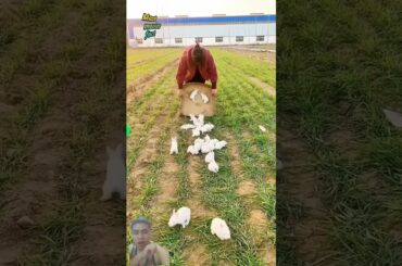 Cute bunny in the field #pet #petbunny #petrabbit #rabbit #farming #rabbitfarming