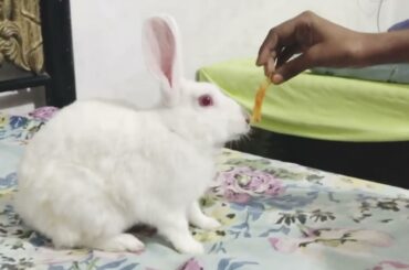 My Cute Rabbit Playing and Eating