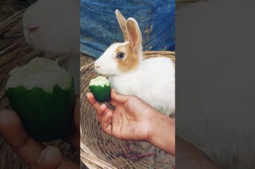 Cute rabbit feeding