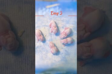 Adorable Baby Bunnies Sleeping Together: Cutest Pose at The End! #baby rabbit #baby animals#funny