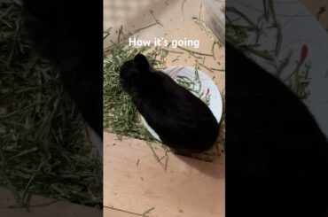 Cute Bunny Eating Hay Sitting on a Dinner Plate