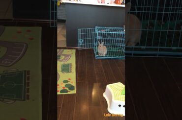 my cozy bedroom/ baby bunny /Lele Bunny/ #bunny #rabbit #pets #smartrabbits #cute #littlebunny