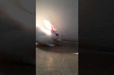 Kabootri || House Rabbit short || #cuterabbit #trending #shorts #status