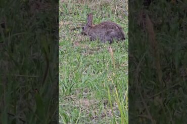 Cute baby rabbit #cute #cuteanimals #funny  #funnyvideo #viralvideo #viralshort #video