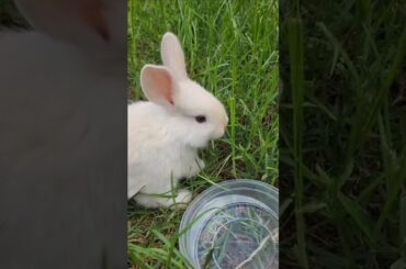 My new baby bunny. Canejo blanco! #rabbit #babybunny