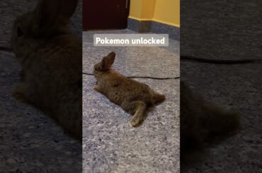 Are Baby Rabbits The Perfect Pet?