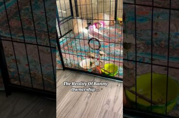 The Reality of Owning Bunnies #bunny #bunnies #rabbits #rabbit #rabbitcare #bunnycare #cutebunny